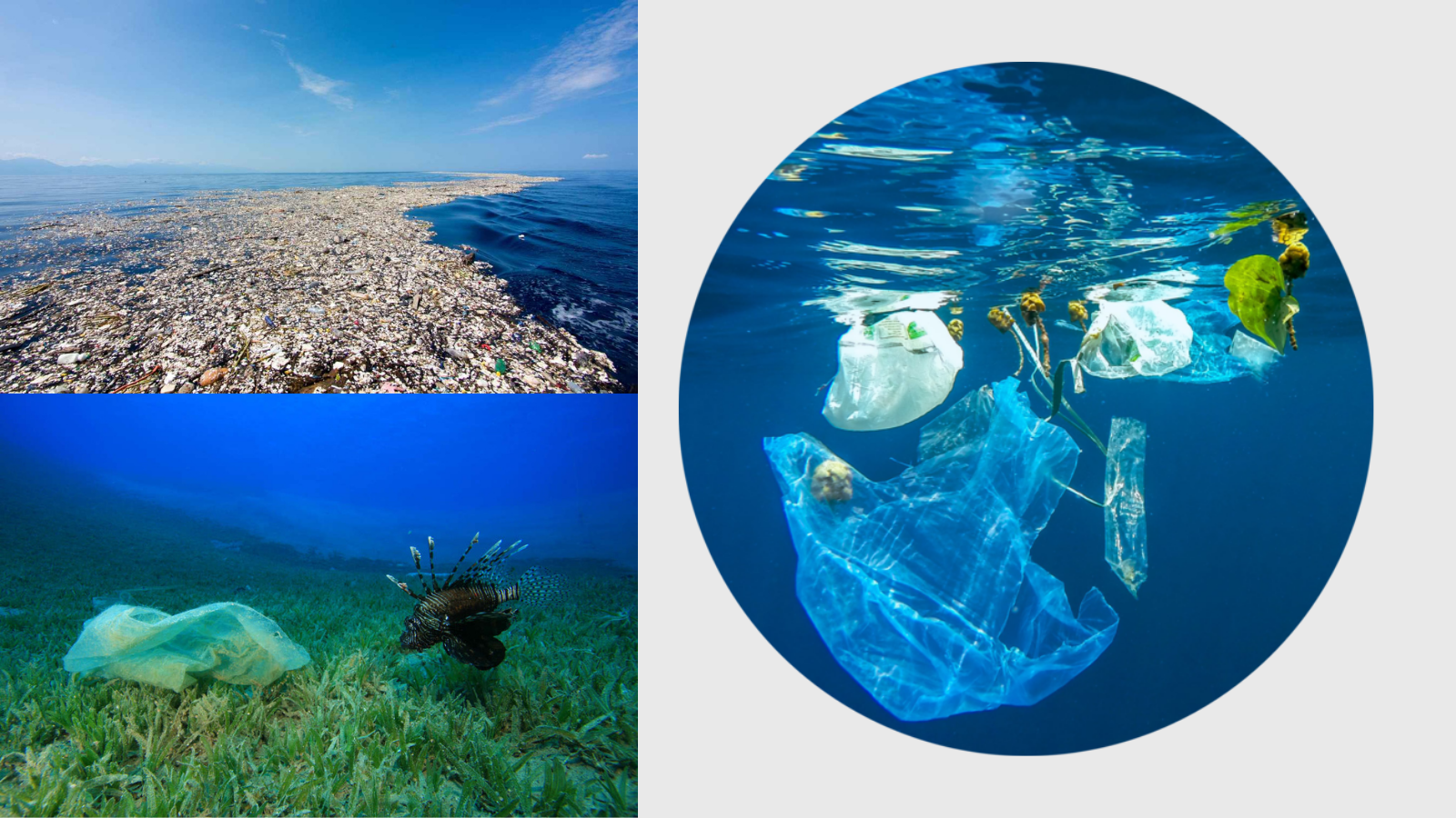 В основном океан расположен в. Жизнь в мировом океане 6 класс. Мусорное пятно в тихом океане фото со спутника. Сколько тонн пластика в мировом океане. Рифа (2021) Reefa.